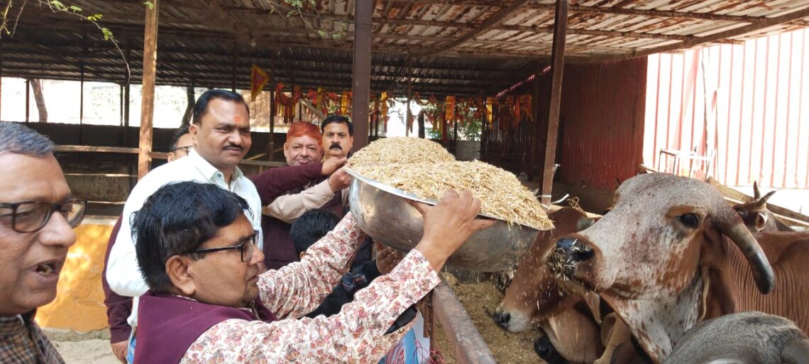 लायंस क्लब आकाश की मासिक गौ सेवा, राधा कृष्ण गौशाला में 250 से अधिक गौवंशों को मिला पोषाहार